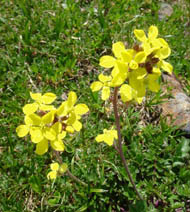 Colchicum 'Autumn Queen'